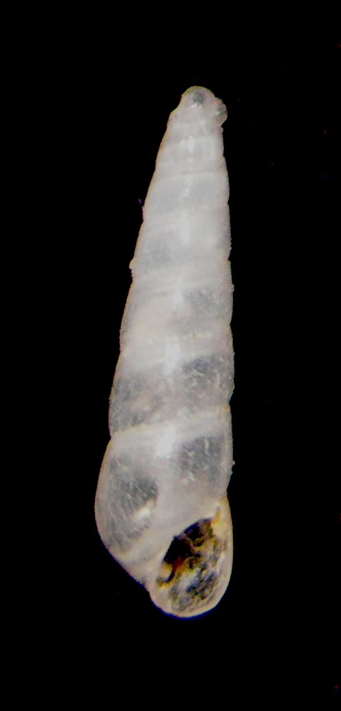 Eulimella